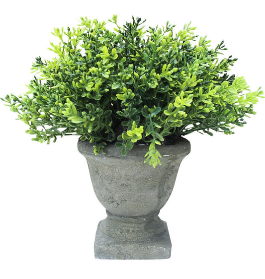 Everlasting Plant / Urn