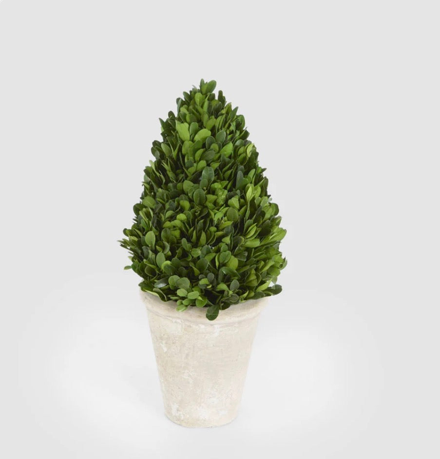 Preserved Boxwood Cone Tree