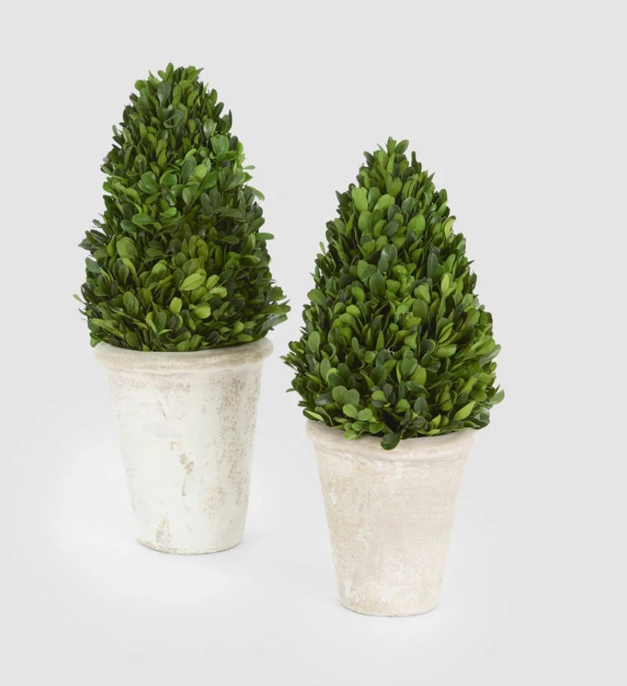 Preserved Boxwood Cone Tree