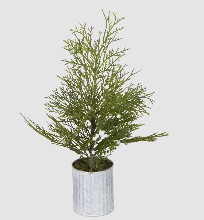 Potted Pine Tree - Small