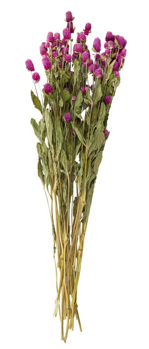 Globe Dried Flowers- Wine