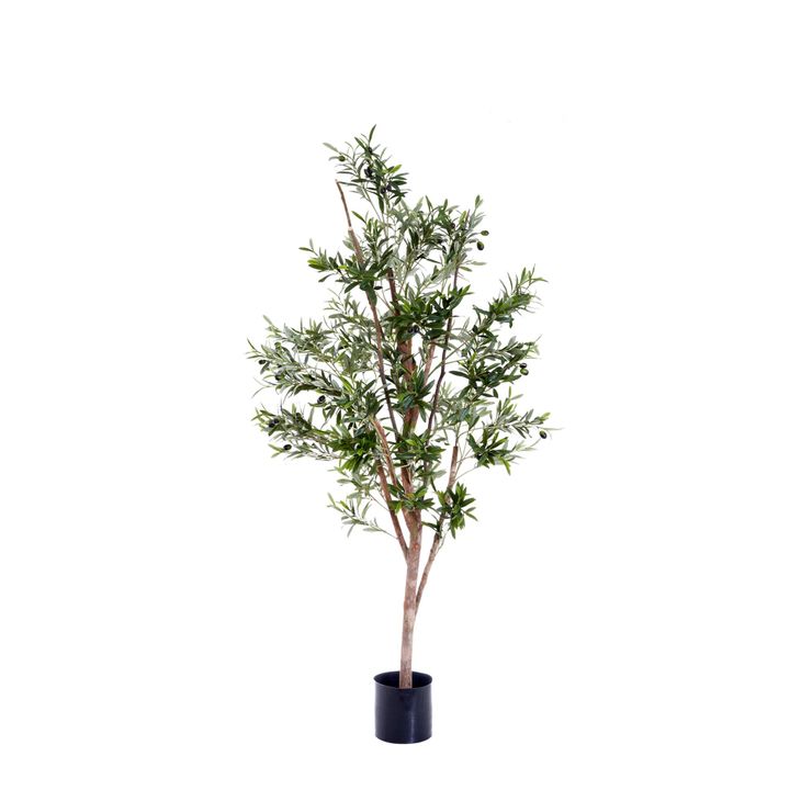 Olive Tree