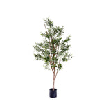 Olive Tree