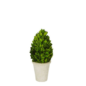 
            
                Load image into Gallery viewer, Preserved Boxwood Tree - Small
            
        