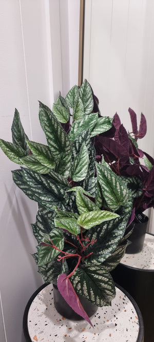 Artifical Begonia Rex Plant - Pot