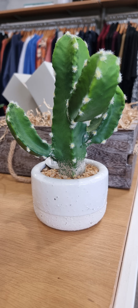 
            
                Load image into Gallery viewer, Cactus in Pot
            
        