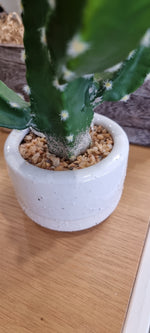 Cactus in Pot