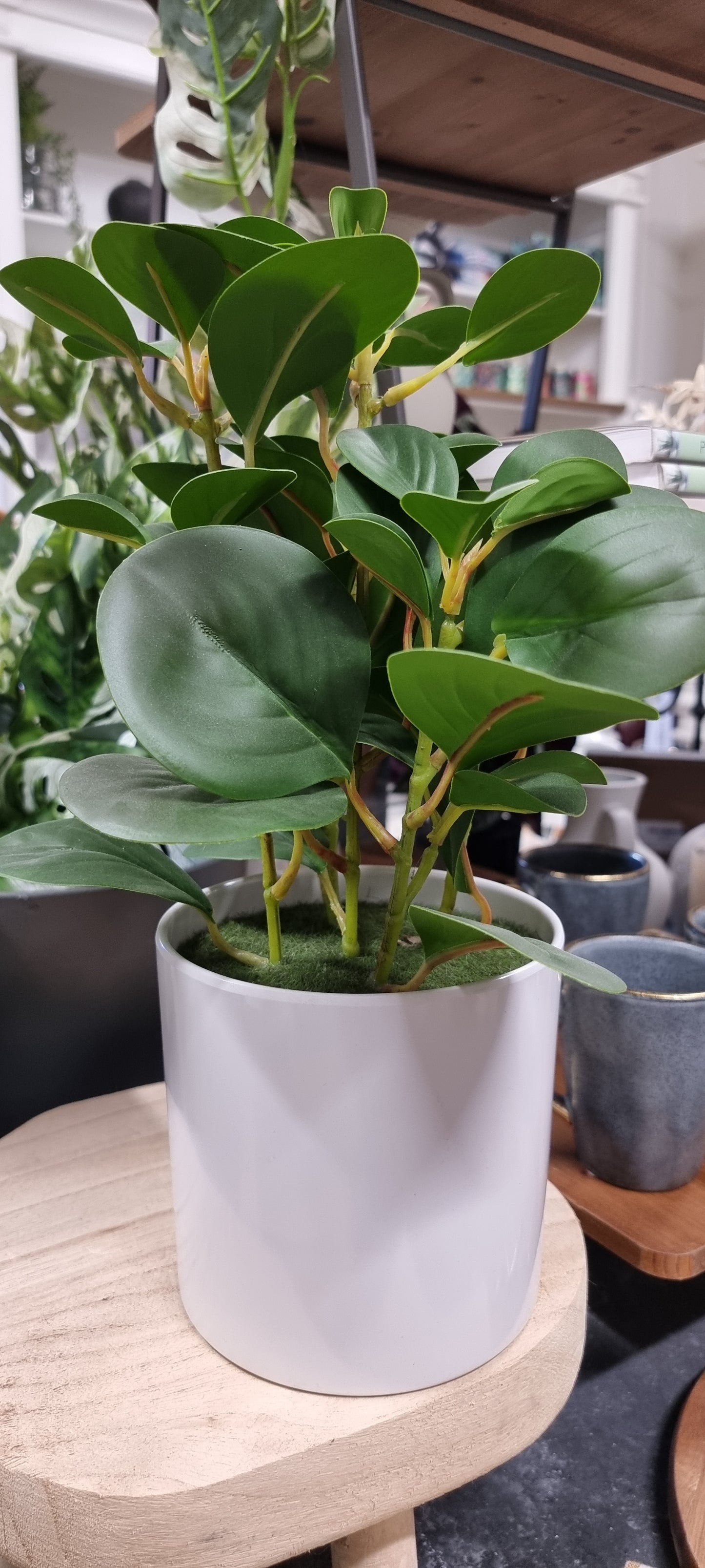 Peperomia in pot
