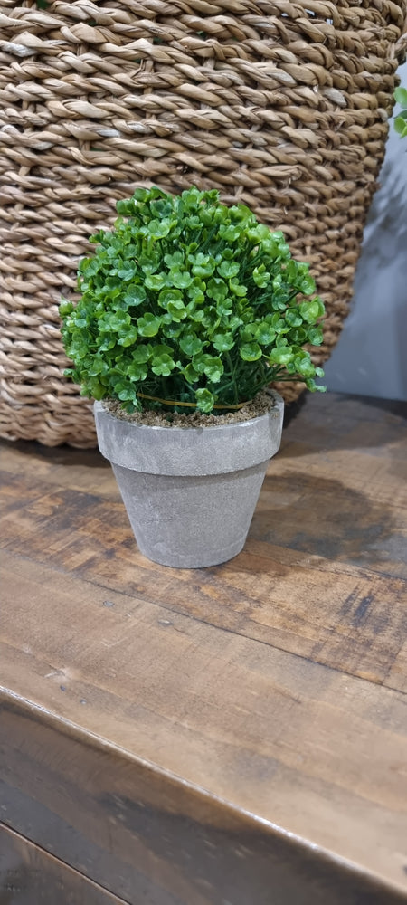 Dicondra Pot - Natural