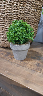 Dicondra Pot - Natural