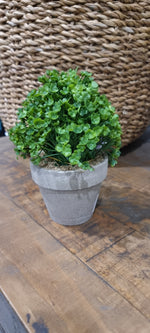 Dicondra Pot - Natural