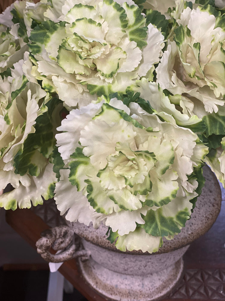 Cabbage Stem Cream/Green