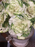 Cabbage Stem Cream/Green