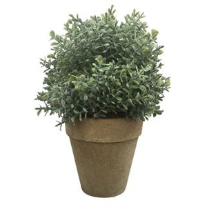 
            
                Load image into Gallery viewer, Olearia in Natural Pot
            
        